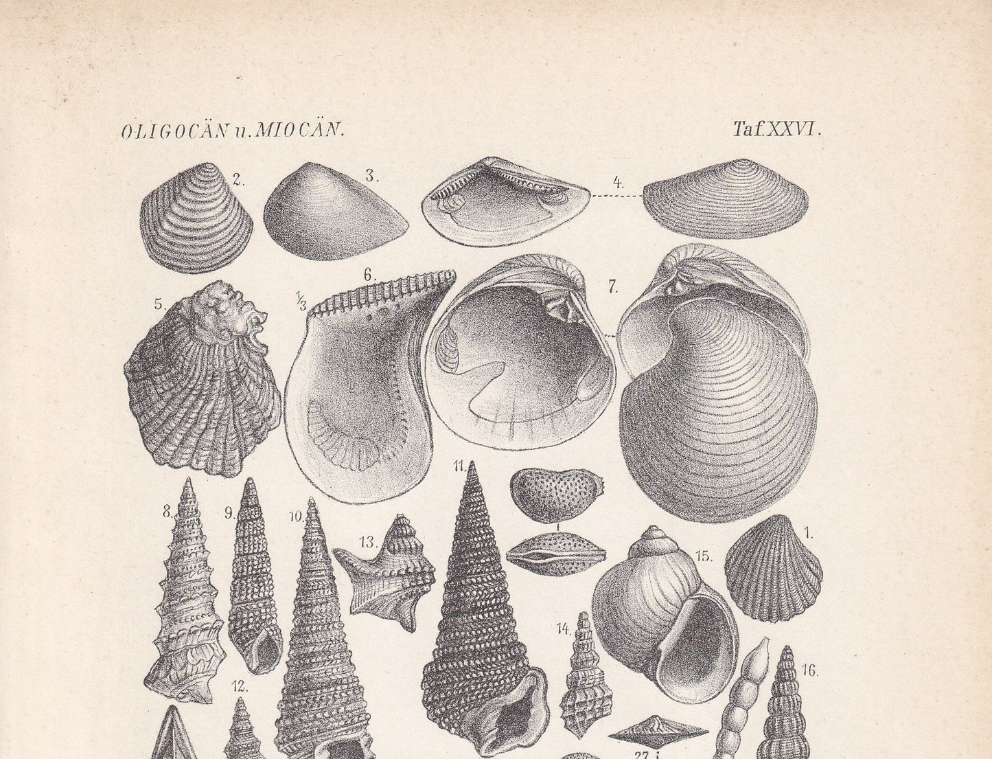 1900 EOCENE EPOCH FOSSILS Print - Antique Fossil Print - Fossil Shells Print - Fossil Wall Art - Dinosaur Wall Art - 6.4 x 9.5 Inches