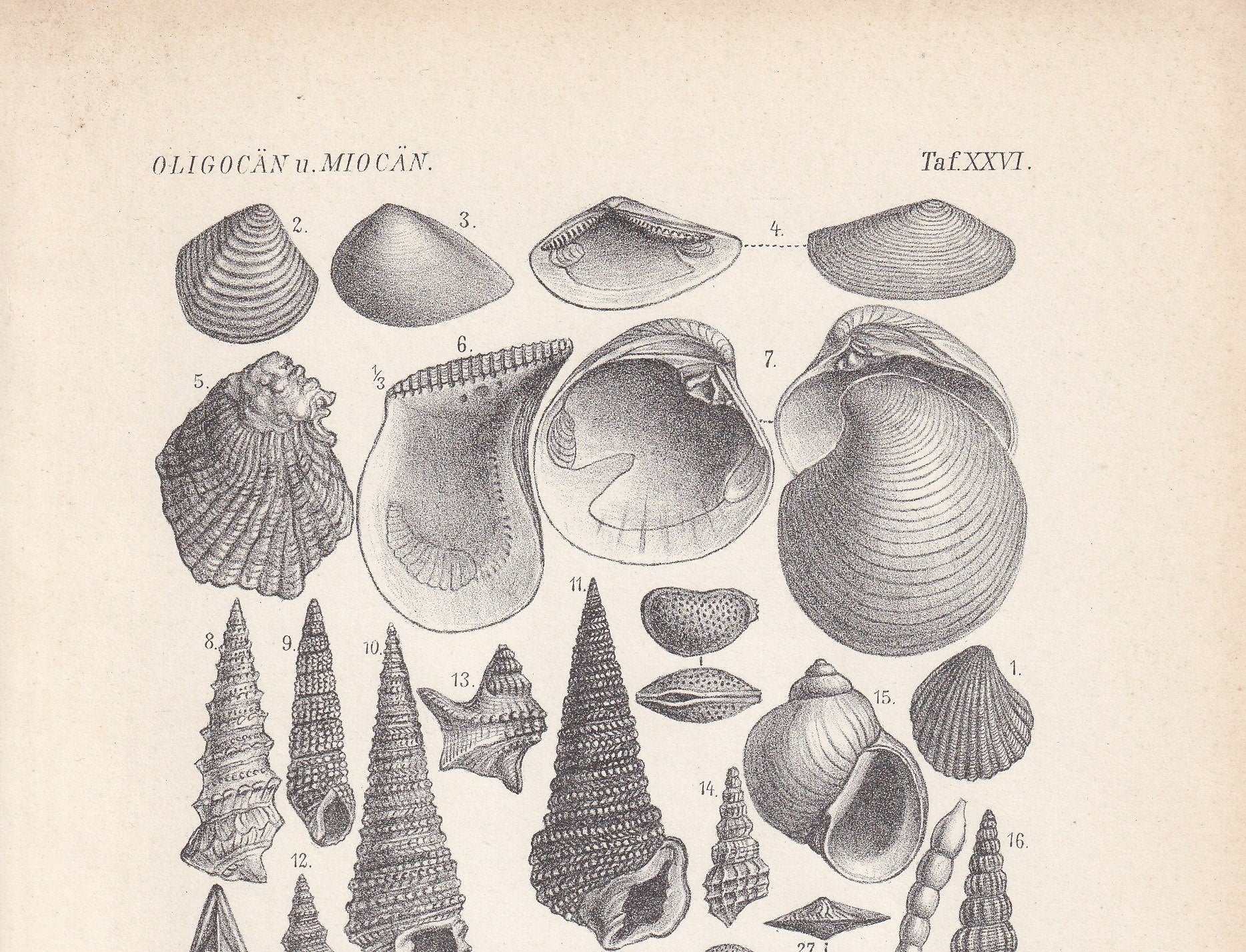 1900 EOCENE EPOCH FOSSILS Print - Antique Fossil Print - Fossil Shells Print - Fossil Wall Art - Dinosaur Wall Art - 6.4 x 9.5 Inches