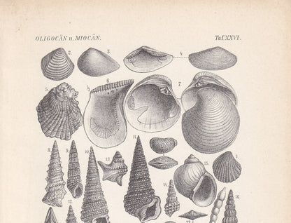 1900 EOCENE EPOCH FOSSILS Print - Antique Fossil Print - Fossil Shells Print - Fossil Wall Art - Dinosaur Wall Art - 6.4 x 9.5 Inches