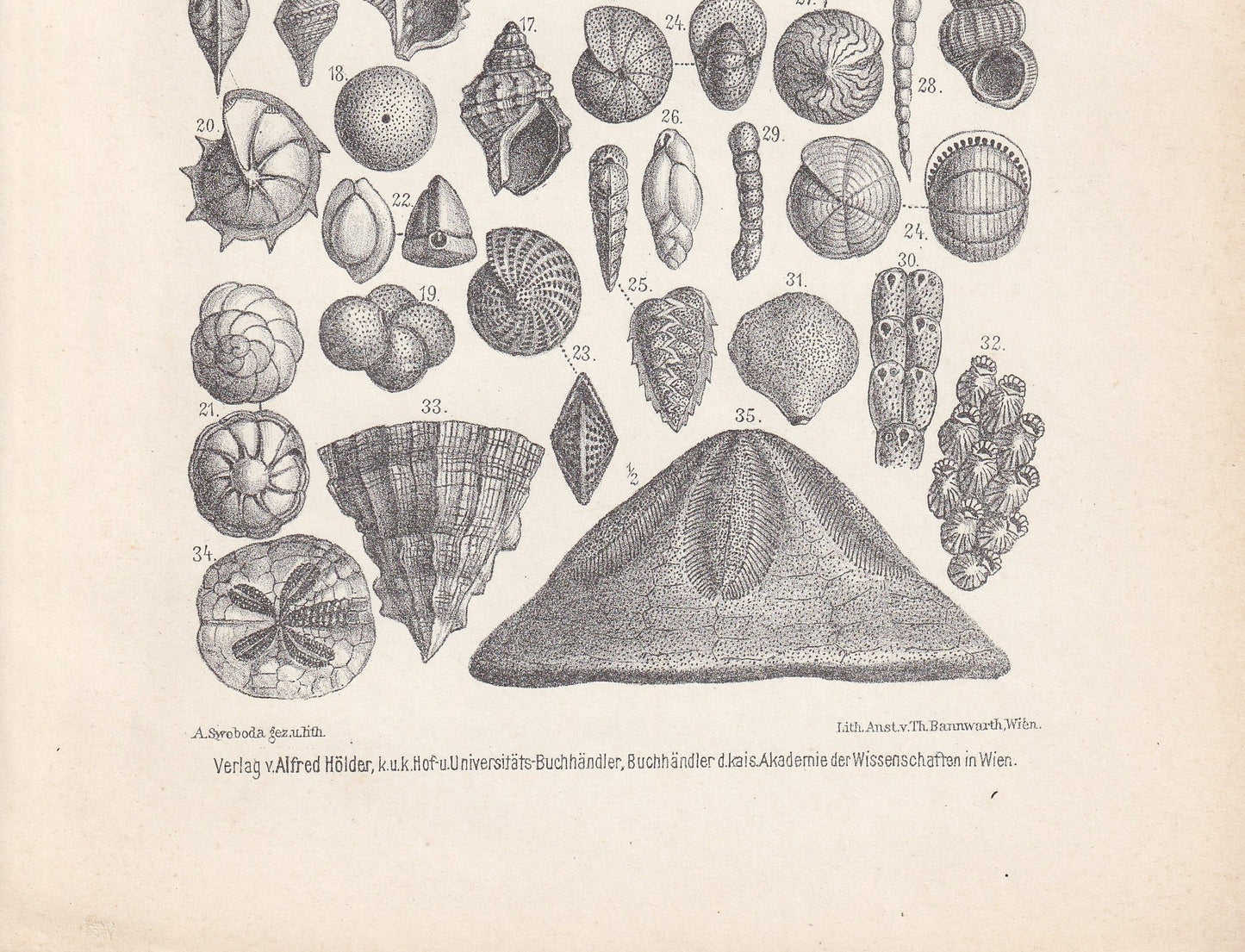 1900 EOCENE EPOCH FOSSILS Print - Antique Fossil Print - Fossil Shells Print - Fossil Wall Art - Dinosaur Wall Art - 6.4 x 9.5 Inches