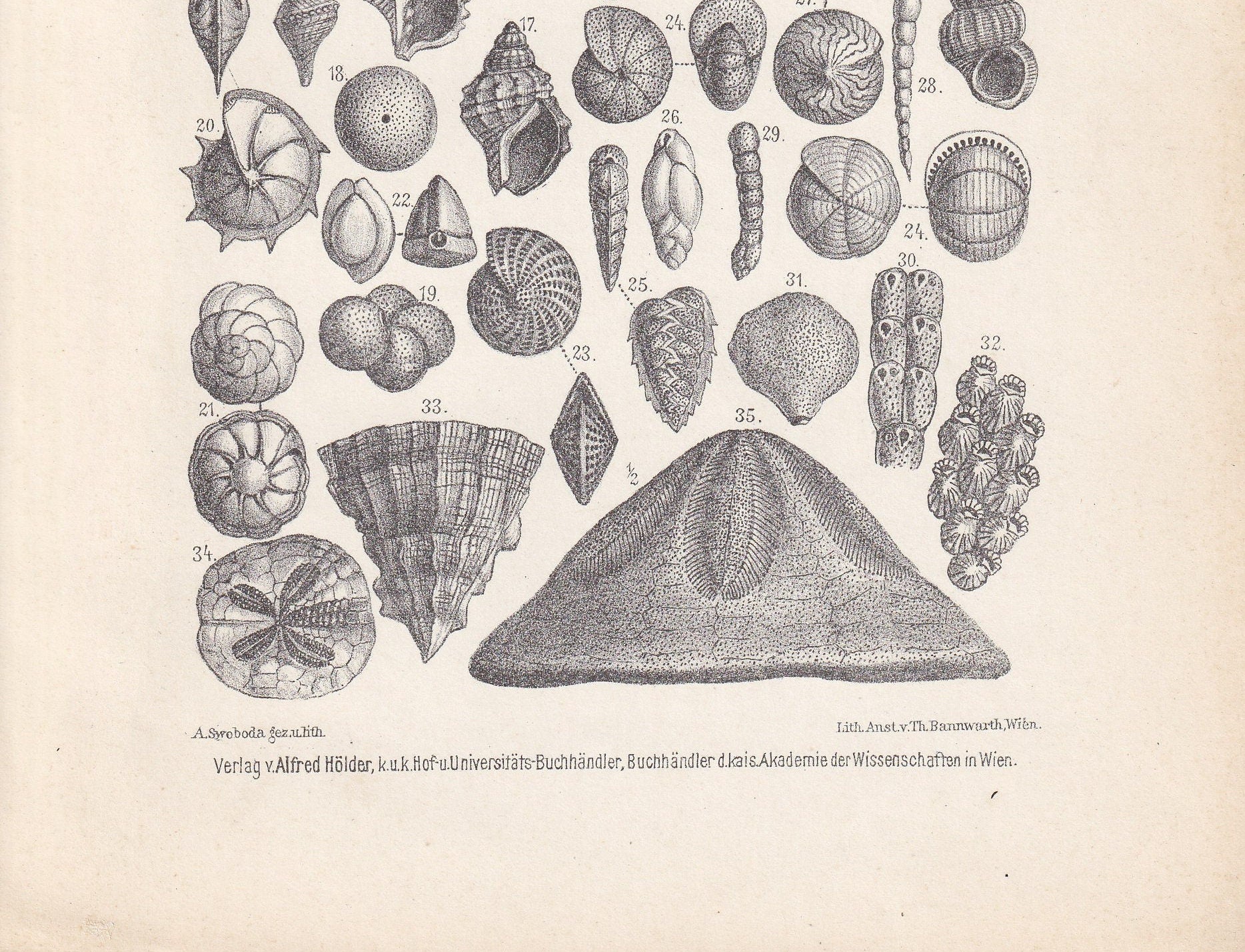 1900 EOCENE EPOCH FOSSILS Print - Antique Fossil Print - Fossil Shells Print - Fossil Wall Art - Dinosaur Wall Art - 6.4 x 9.5 Inches