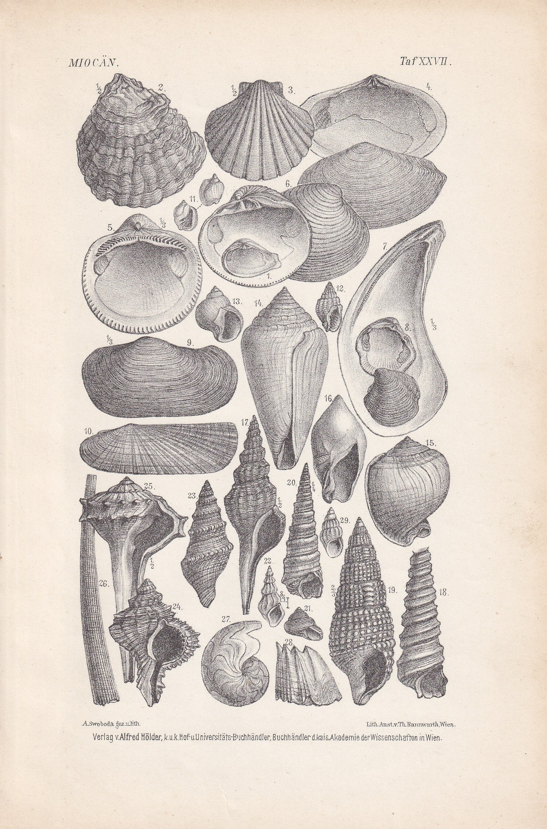 1900 MIOCENE EPOCH FOSSILS Print - Antique Fossil Print - Fossil Shells Print - Fossil Wall Art - Dinosaur Wall Art - 6.4 x 9.5 Inches