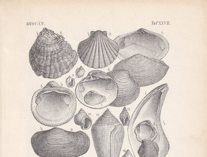 1900 MIOCENE EPOCH FOSSILS Print - Antique Fossil Print - Fossil Shells Print - Fossil Wall Art - Dinosaur Wall Art - 6.4 x 9.5 Inches