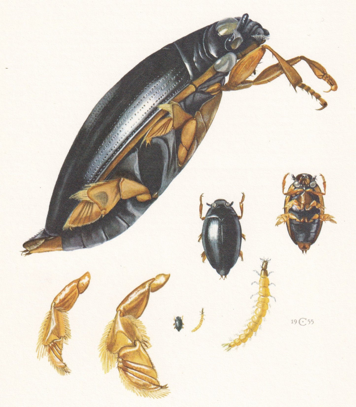 1960 WHIRLIGIG BEETLE Print - Vintage Insect Print - Bugs Illustration - Biology Wall Art - Vintage Entomology Print - 7.5 x 