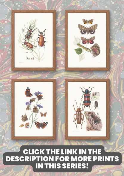 1960 WHIRLIGIG BEETLE Print - Vintage Insect Print - Bugs Illustration - Biology Wall Art - Vintage Entomology Print - 7.5 x 10.6 Inches