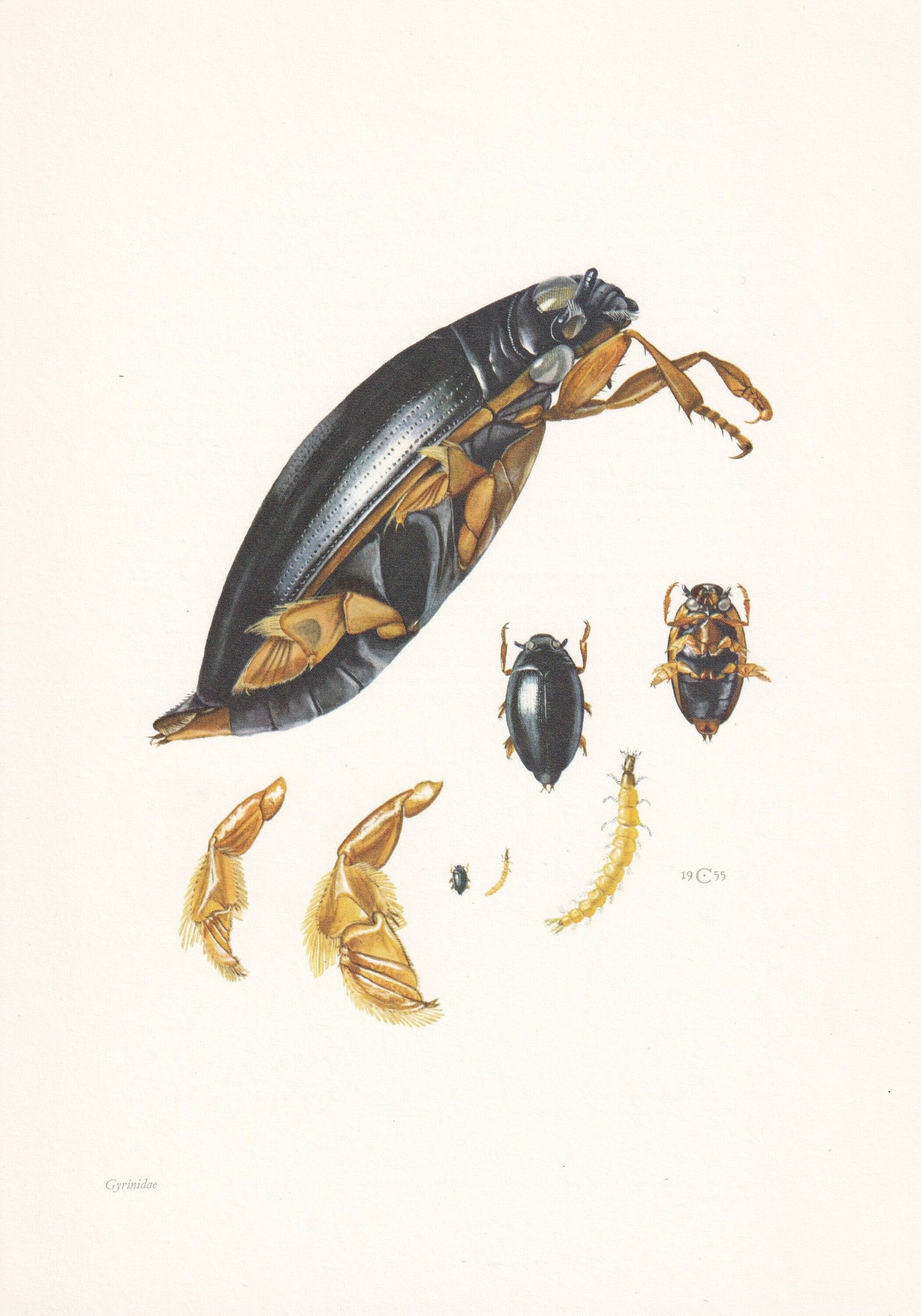 1960 WHIRLIGIG BEETLE Print - Vintage Insect Print - Bugs Illustration - Biology Wall Art - Vintage Entomology Print - 7.5 x 