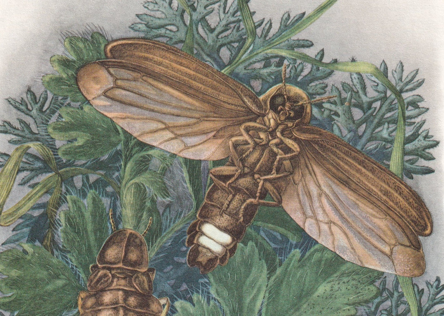 1960 FIREFLY Print - Vintage Insect Print - Bugs Illustration - Biology Wall Art - Vintage Entomology Print - 7.5 x 10.6 Inch