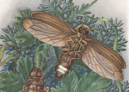 1960 FIREFLY Print - Vintage Insect Print - Bugs Illustration - Biology Wall Art - Vintage Entomology Print - 7.5 x 10.6 Inch