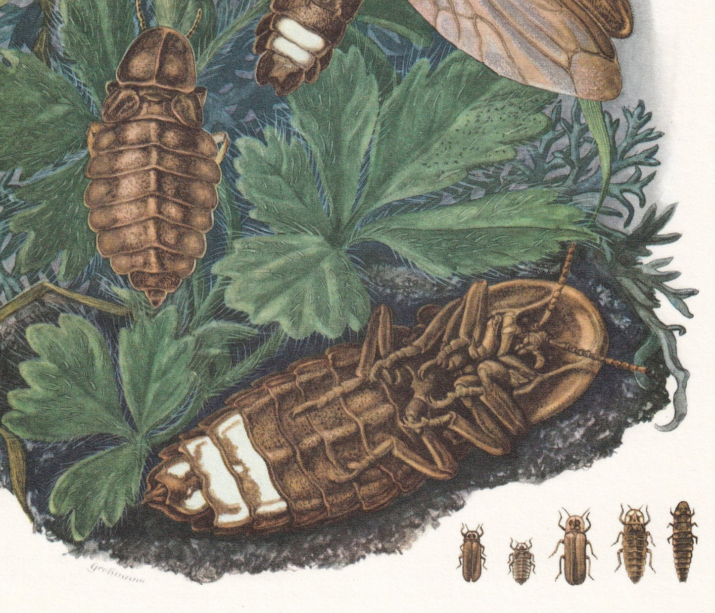 1960 FIREFLY Print - Vintage Insect Print - Bugs Illustration - Biology Wall Art - Vintage Entomology Print - 7.5 x 10.6 Inch