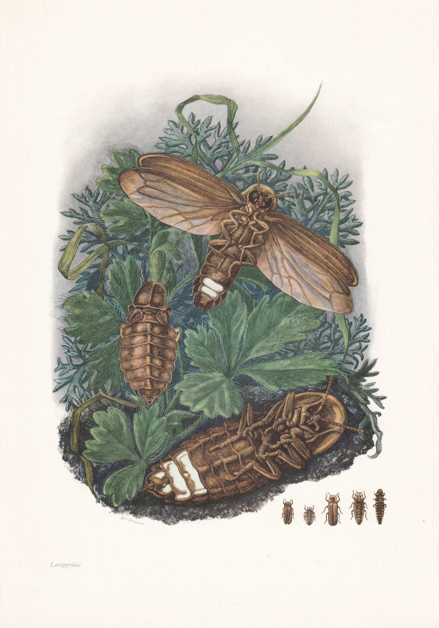 1960 FIREFLY Print - Vintage Insect Print - Bugs Illustration - Biology Wall Art - Vintage Entomology Print - 7.5 x 10.6 Inch
