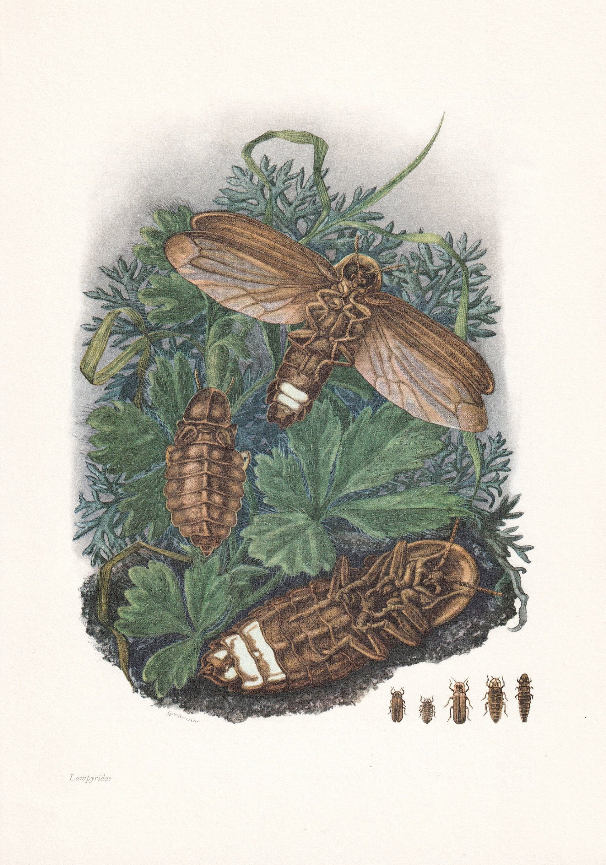 1960 FIREFLY Print - Vintage Insect Print - Bugs Illustration - Biology Wall Art - Vintage Entomology Print - 7.5 x 10.6 Inch