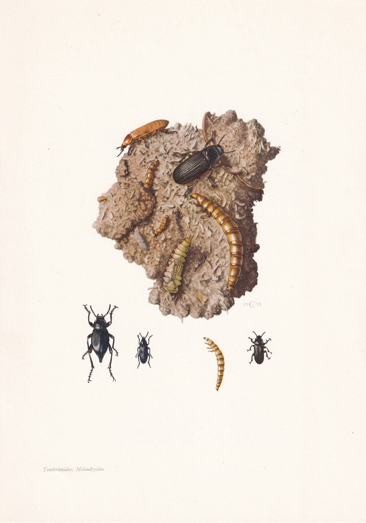 1960 YELLOW MEALWORM BEETLE Print - Vintage Insect Print - Bugs Illustration - Biology Wall Art - Vintage Entomology Print - 63 Years Old