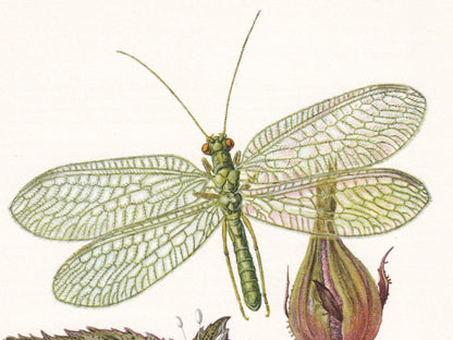 1960 GREEN LACEWING Print - Vintage Insect Print - Bugs Illustration - Biology Wall Art - Vintage Entomology Print - 63 Years