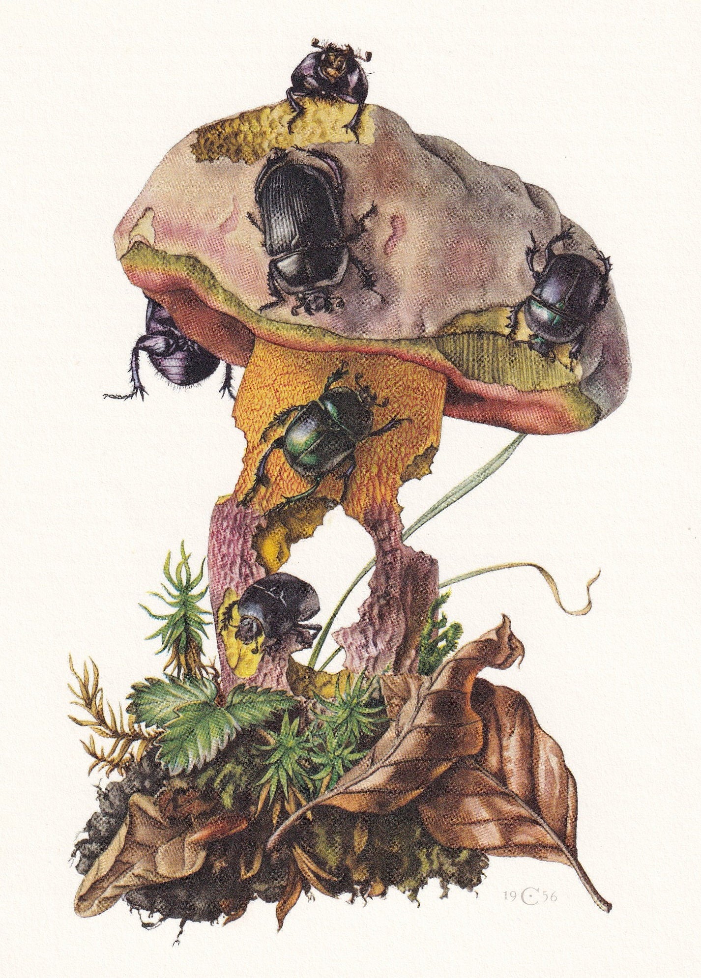 1960 DUNG BEETLES Print - Vintage Insect Print - Bug Illustration - Biology Wall Art - Vintage Entomology Print - 63 Years Ol