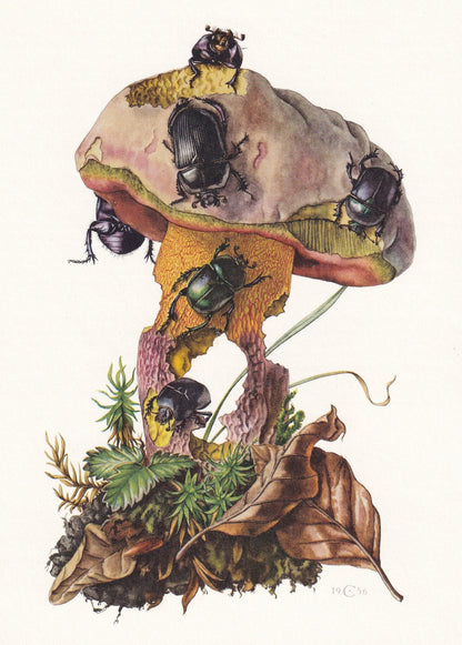 1960 DUNG BEETLES Print - Vintage Insect Print - Bug Illustration - Biology Wall Art - Vintage Entomology Print - 63 Years Ol