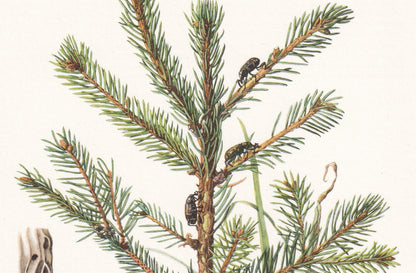 1960 LARGE PINE WEEVIL Print - Vintage Insect Print - Bug Illustration - Biology Wall Art - Vintage Entomology Print - 63 Yea