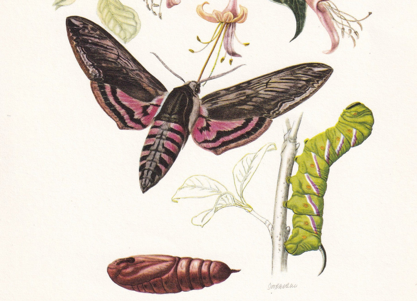 1960 PRIVET HAWK MOTH Print - Vintage Insect Print - Bug Illustration - Biology Wall Art - Vintage Entomology Print - 63 Year