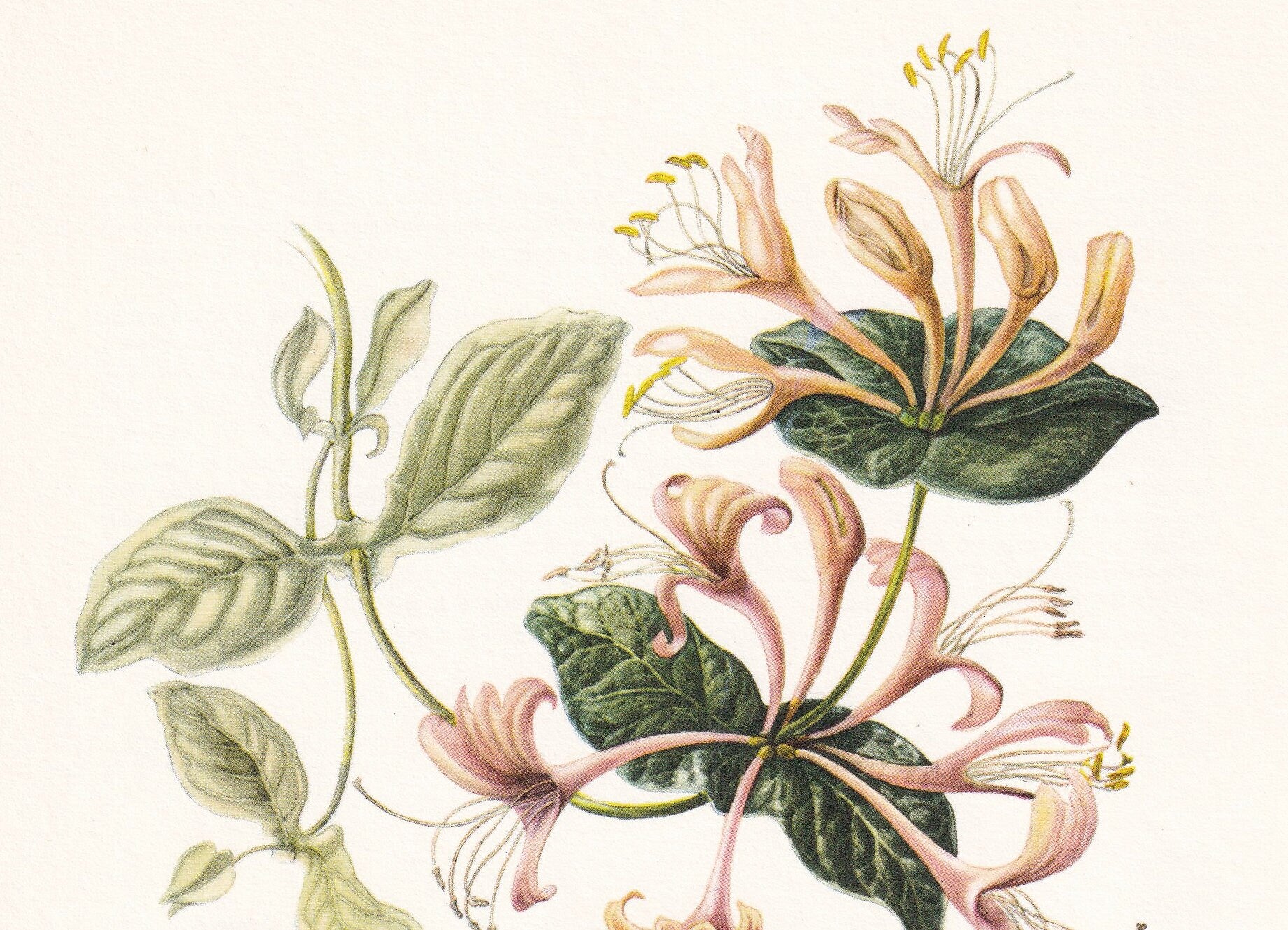 1960 PRIVET HAWK MOTH Print - Vintage Insect Print - Bug Illustration - Biology Wall Art - Vintage Entomology Print - 63 Year