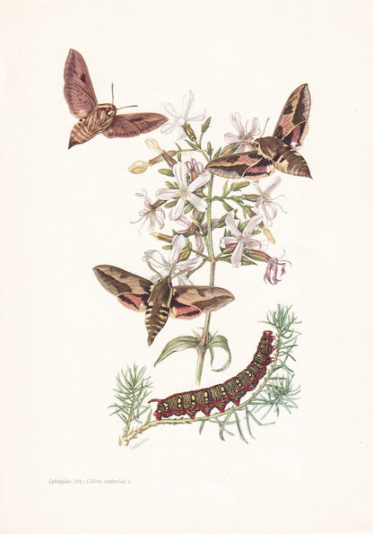 1960 SPURGE HAWK MOTH Print - Vintage Insect Print - Bug Illustration - Biology Wall Art - Vintage Entomology Print - 63 Year