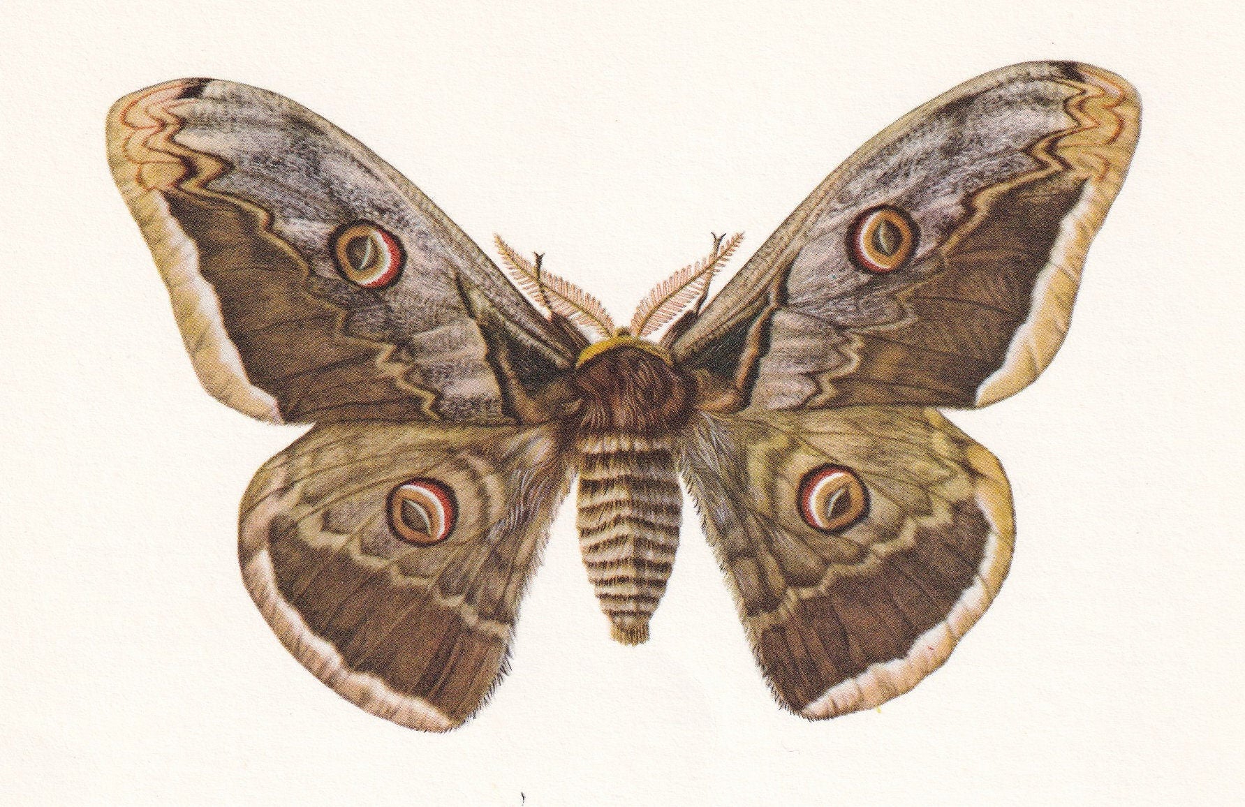 1960 GIANT PEACOCK MOTH Print - Vintage Insect - Butterfly Wall Art - Vintage Entomology Print - 63 Years Old