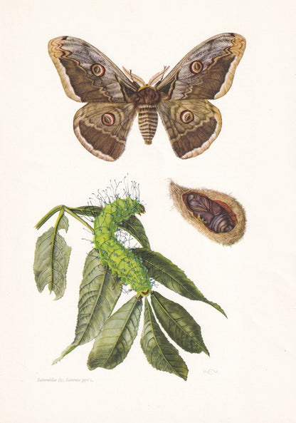 1960 GIANT PEACOCK MOTH Print - Vintage Insect - Butterfly Wall Art - Vintage Entomology Print - 63 Years Old