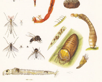 1960 MIDGES & FLIES Print - Vintage Insect Print - Bug Illustration - Biology Wall Art - Vintage Entomology Print - 63 Years 