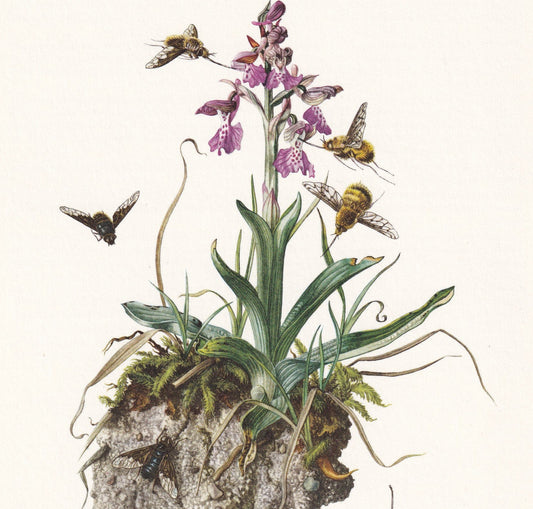 1960 GREATER BEE FLY Print - Vintage Insect Print - Bug Illustration - Biology Wall Art - Vintage Entomology Print - 7.5 x 10