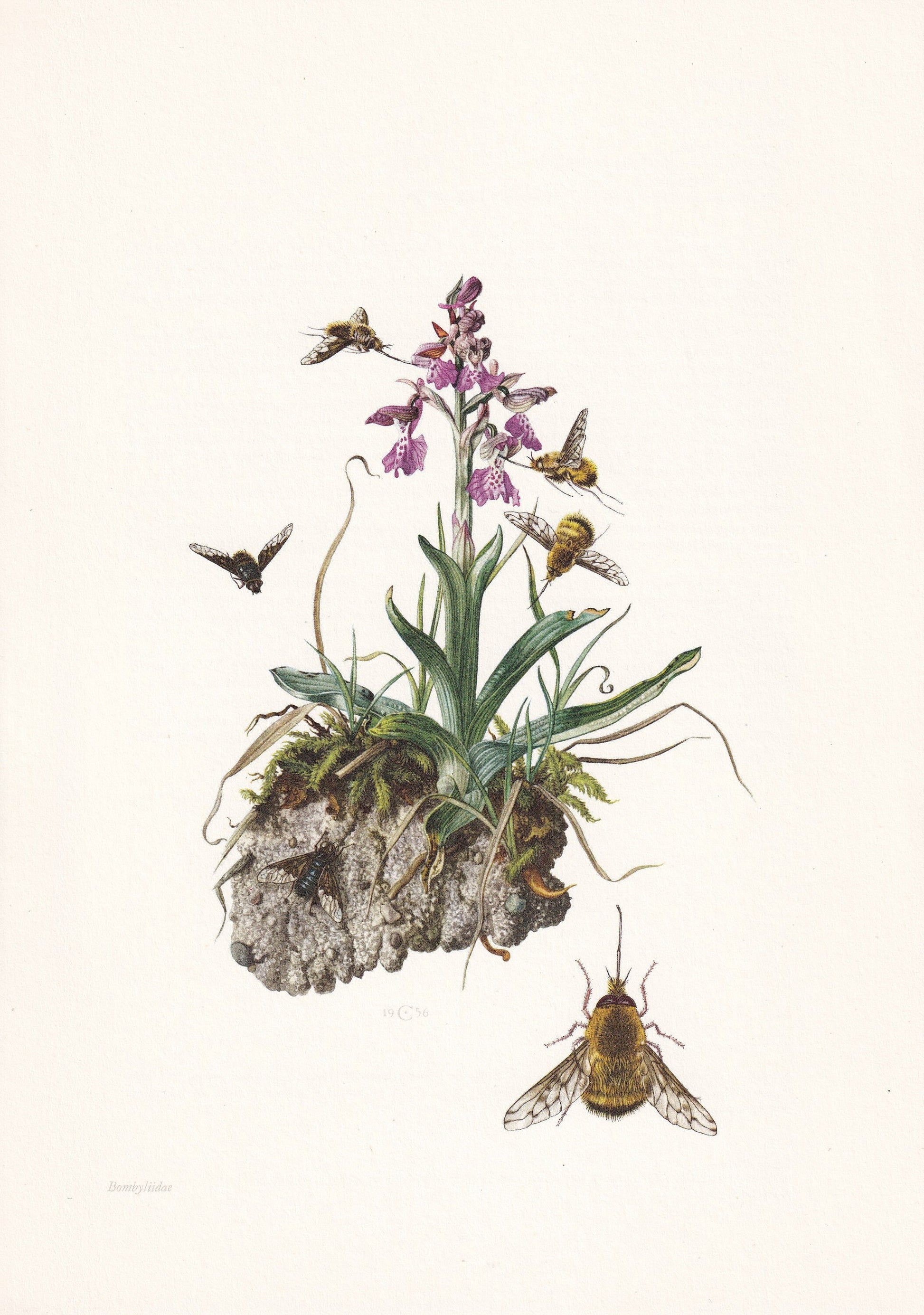 1960 GREATER BEE FLY Print - Vintage Insect Print - Bug Illustration - Biology Wall Art - Vintage Entomology Print - 7.5 x 10