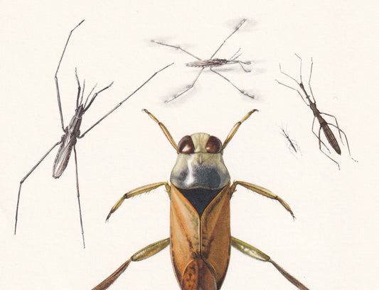 1960 TRUE BUGS Print - Vintage Insect Print - Insect Wall Art - Vintage Entomology Print - 7.5 x 10.6 Inches