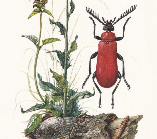 1960 FIRE-COLOURED BEETLE Print - Vintage Insect Print - Insect Wall Art - Vintage Entomology Print - 7.5 x 10.6 Inches