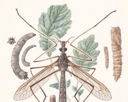 1960 CRANE FLY Print - Vintage Insect Print - Insect Wall Art - Vintage Entomology Print - 7.5 x 10.6 Inches