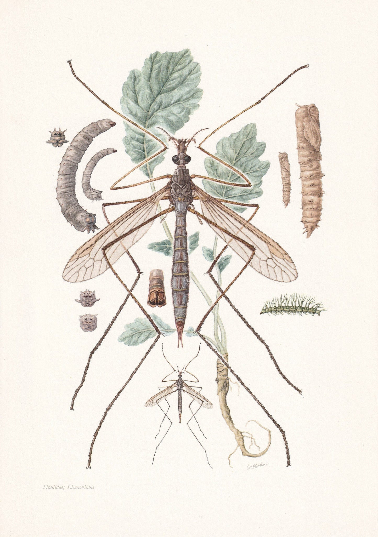 1960 CRANE FLY Print - Vintage Insect Print - Insect Wall Art - Vintage Entomology Print - 7.5 x 10.6 Inches