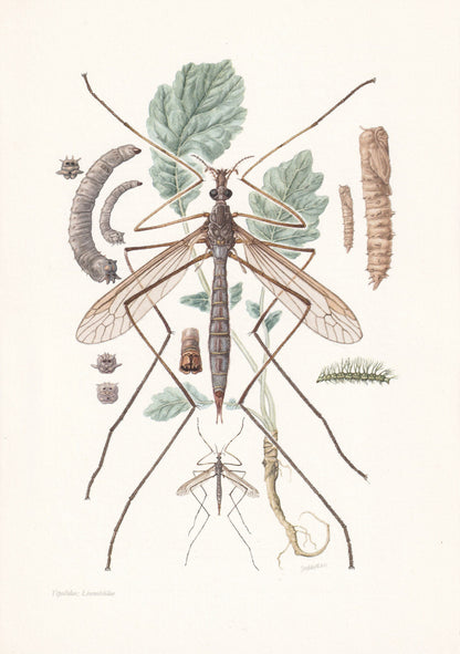 1960 CRANE FLY Print - Vintage Insect Print - Insect Wall Art - Vintage Entomology Print - 7.5 x 10.6 Inches
