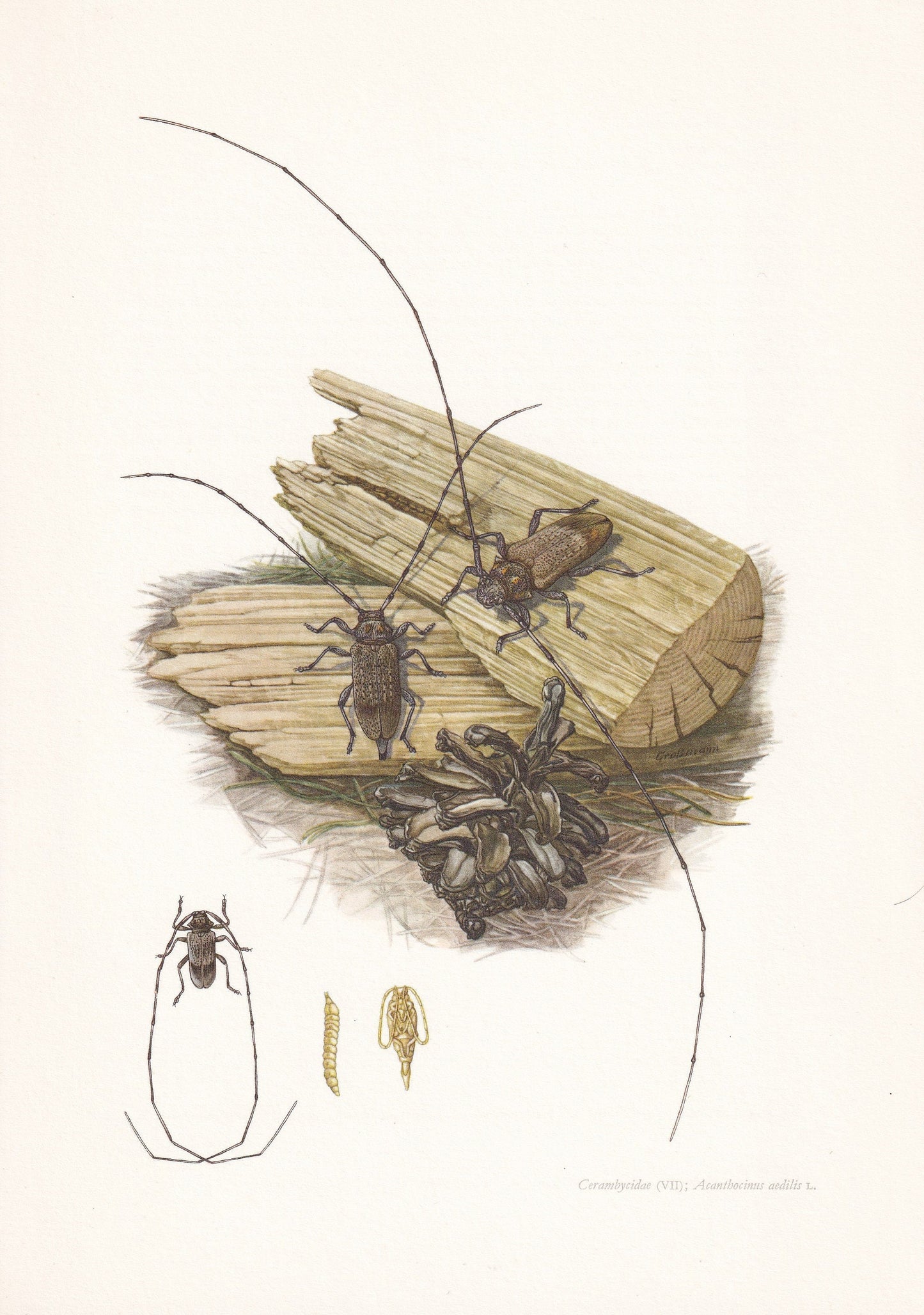 1960 LONGHORN BEETLE Print - Vintage Insect Print - Insect Wall Art - Vintage Entomology Print - 7.5 x 10.6 Inches