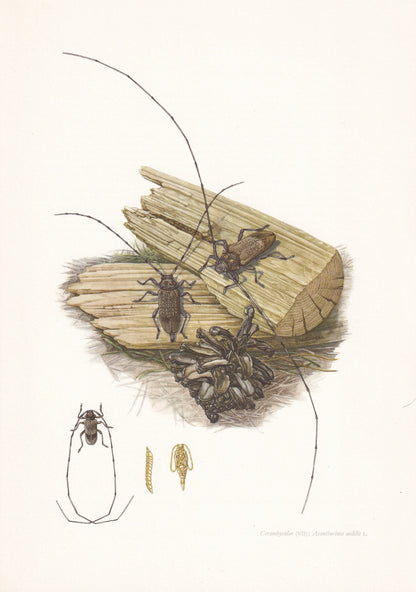 1960 LONGHORN BEETLE Print - Vintage Insect Print - Insect Wall Art - Vintage Entomology Print - 7.5 x 10.6 Inches