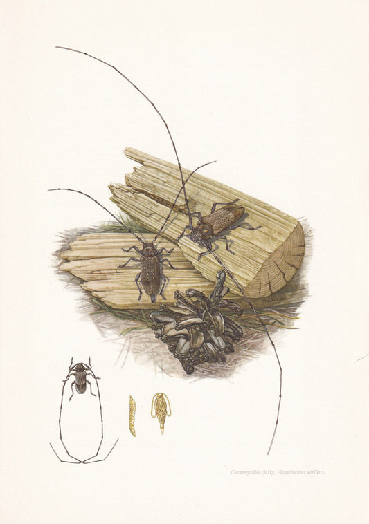 1960 LONGHORN BEETLE Print - Vintage Insect Print - Insect Wall Art - Vintage Entomology Print - 7.5 x 10.6 Inches