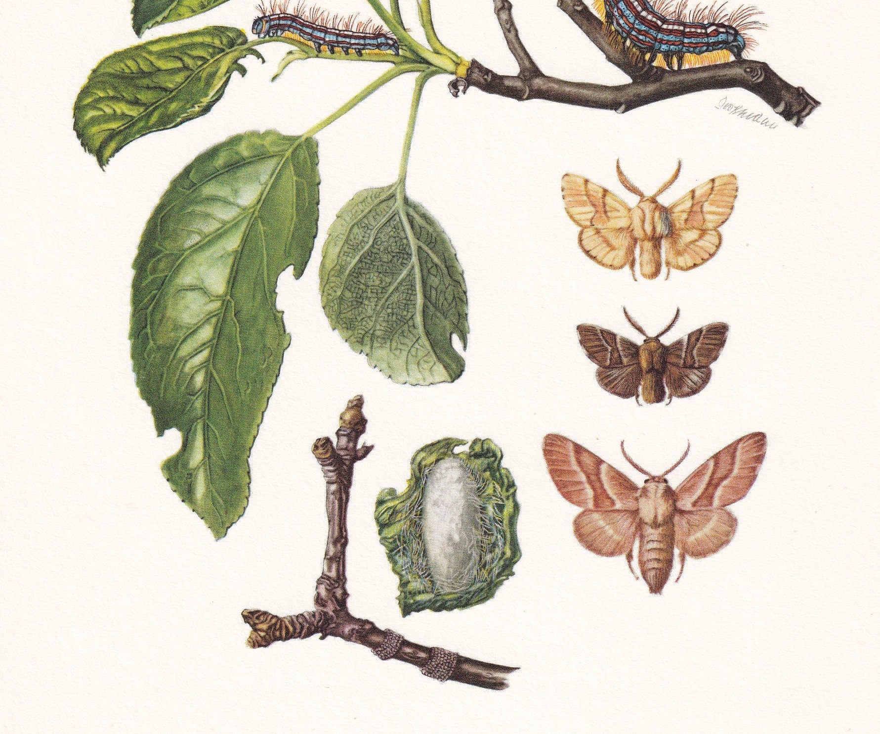 1960 SNOUT MOTH Print - Vintage Insect Print - Insect Wall Art - Vintage Entomology Print - 7.5 x 10.6 Inches