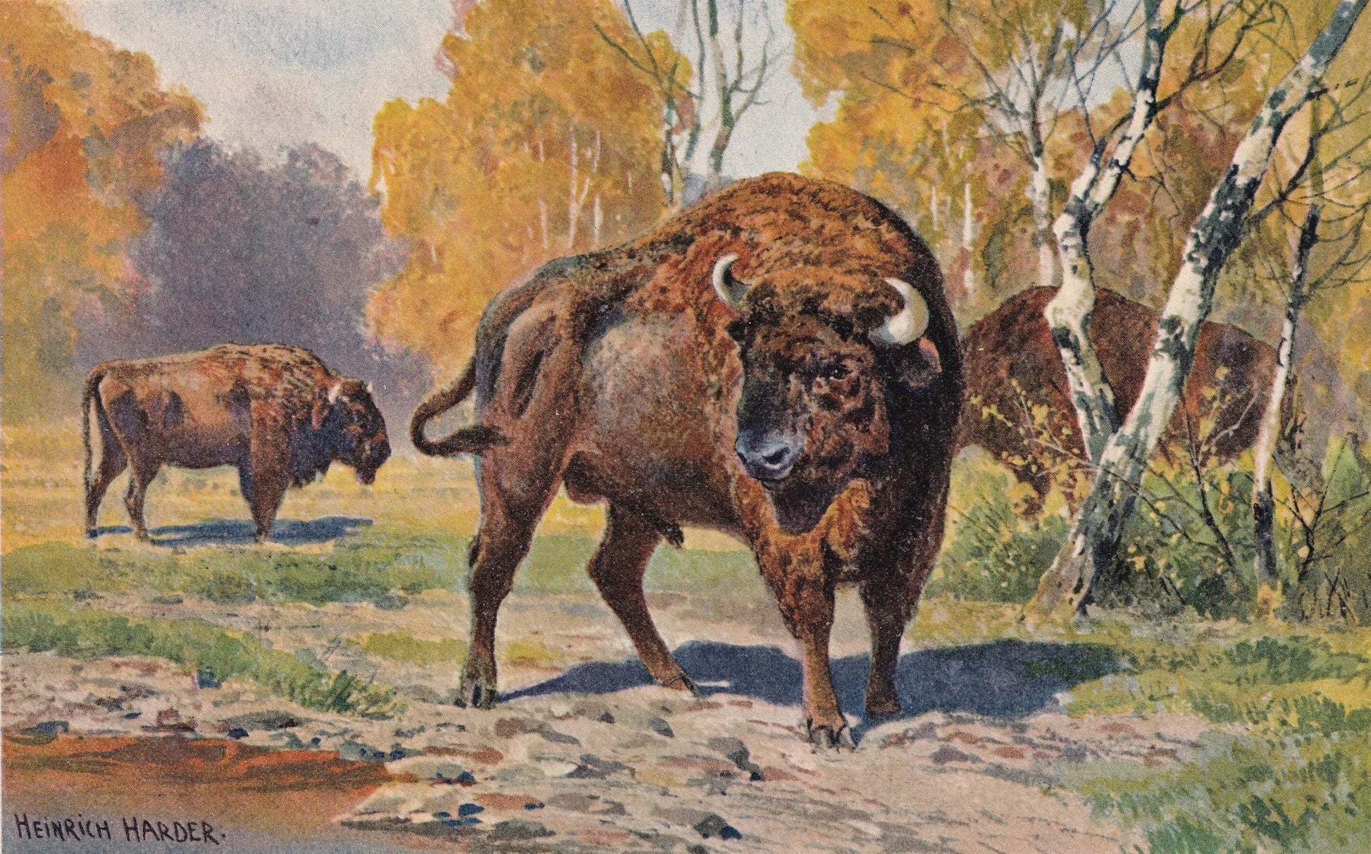 1902 WISENT Print - Antique Extinct Animal Print - Paleoart - Prehistoric Wall Art - 121 Years Old - 10.5 x 7.5 Inches