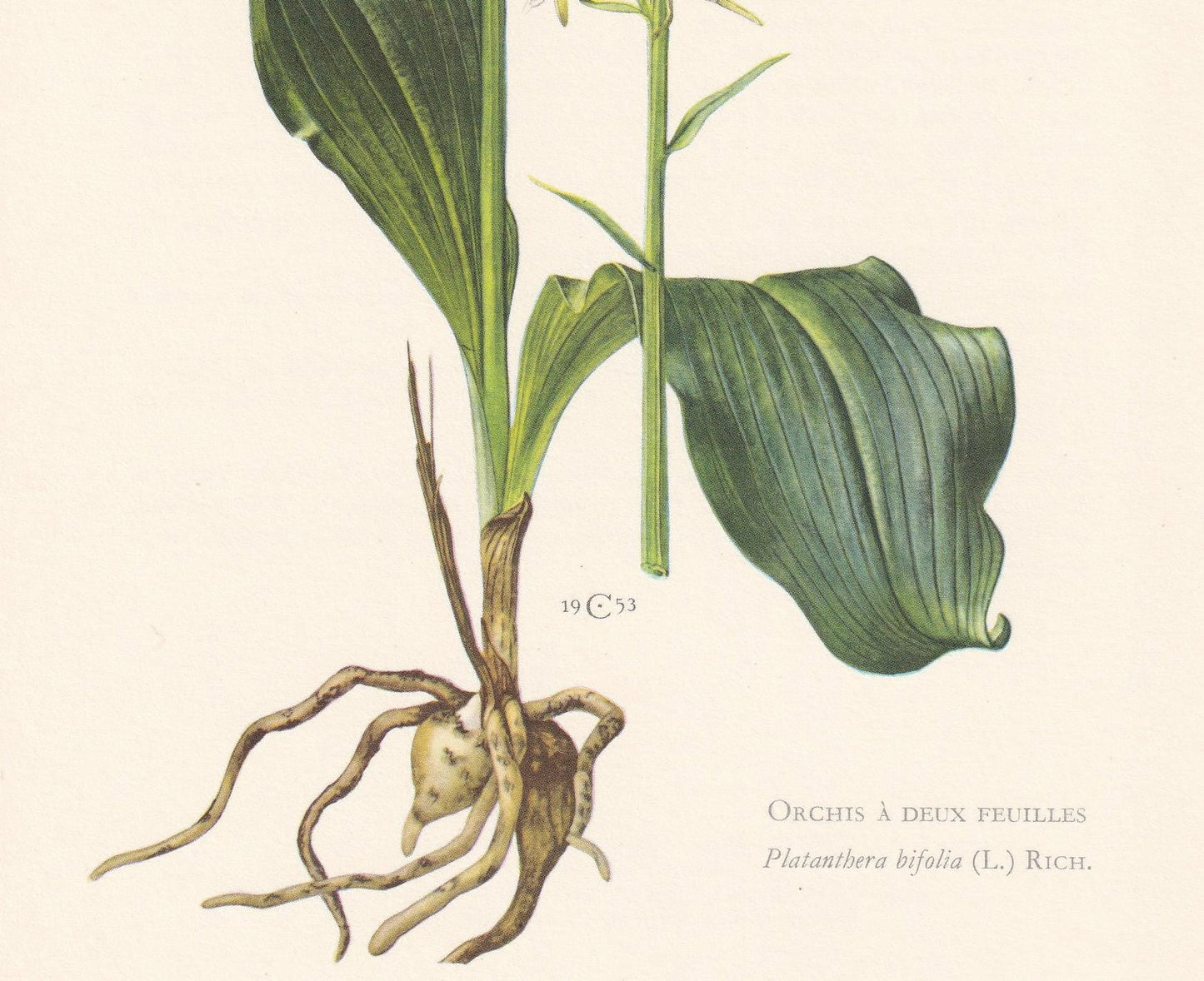 1960 BUTTERFLY ORCHID Print - Botanical Print - Flower Illustration - Flower Wall Art - Vintage Flower & Plant Print - 7.5 x 10.6 Inches