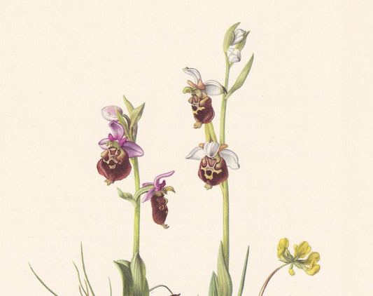 1960 LATE SPIDER-ORCHID Print - Botanical Print - Flower Illustration - Flower Wall Art - Vintage Flower & Plant Print - 7.5 