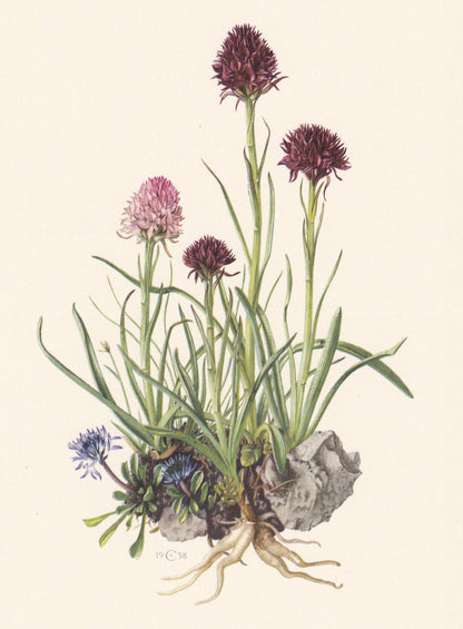 1960 BLACK VANILLA ORCHID Print - Botanical Print - Flower Illustration - Flower & Plant Wall Art - Vintage Plant Print - 7.5