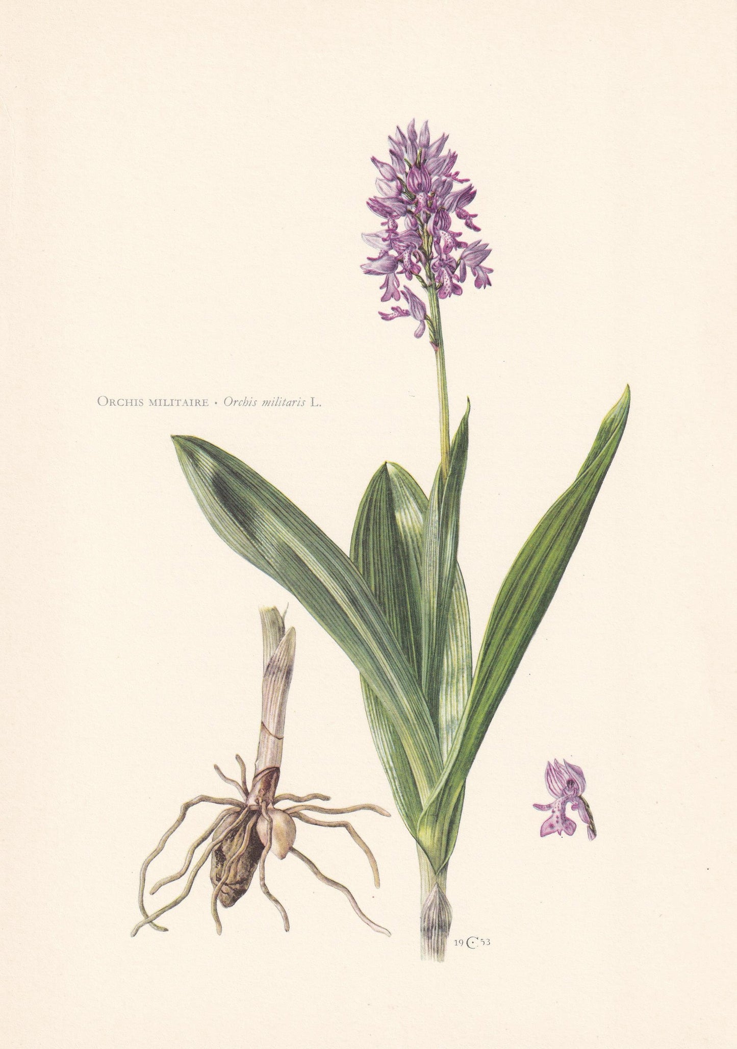 1960 MILITARY ORCHID Print - Botanical Print - Flower Illustration - Flower Wall Art - Vintage Flower & Plant Print - 7.5 x 1