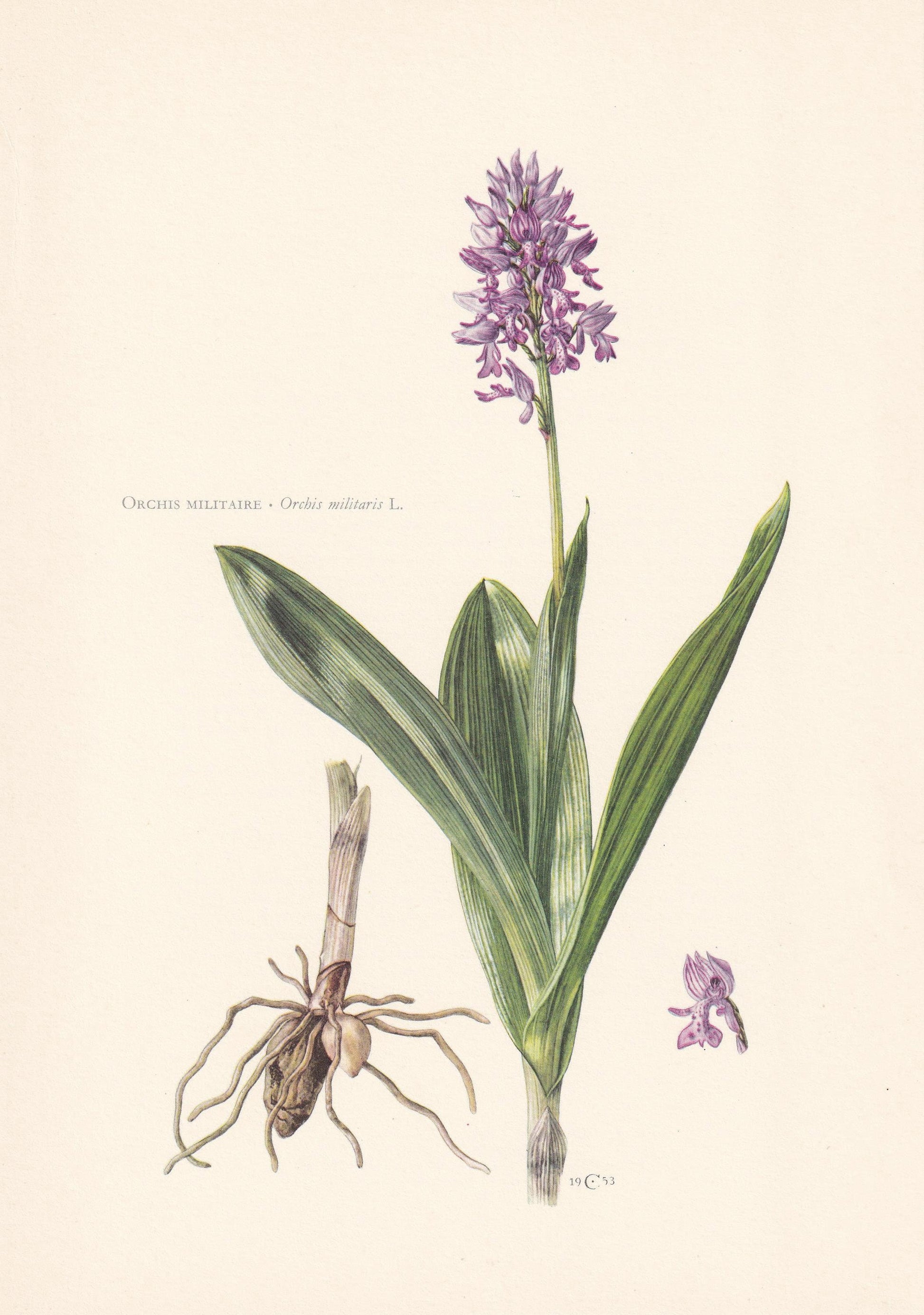 1960 MILITARY ORCHID Print - Botanical Print - Flower Illustration - Flower Wall Art - Vintage Flower & Plant Print - 7.5 x 1