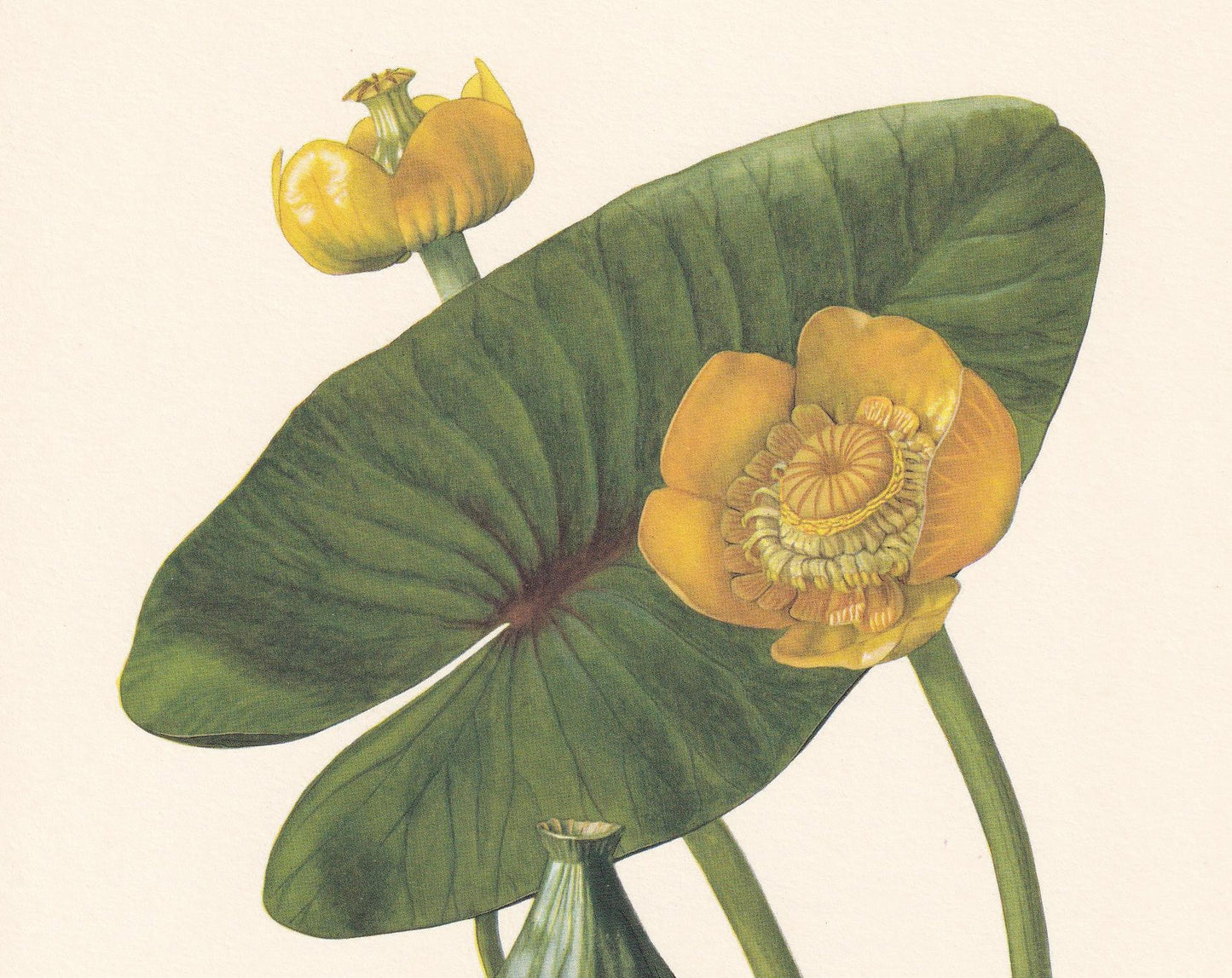 1960 YELLOW WATER-LILY Print - Botanical Print - Flower Illustration - Flower Wall Art - Vintage Plant Print - 7.5 x 10.6 Inc