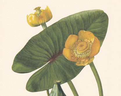 1960 YELLOW WATER-LILY Print - Botanical Print - Flower Illustration - Flower Wall Art - Vintage Plant Print - 7.5 x 10.6 Inc