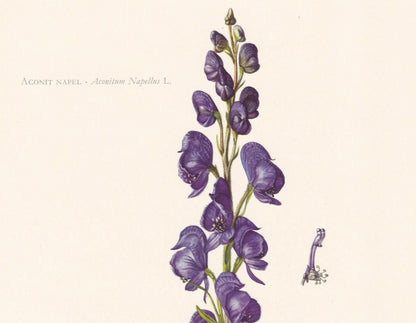 1960 ACONITE Print - Botanical Print - Flower Illustration - Flower Wall Art - Vintage Plant Print - 7.5 x 10.6 Inches