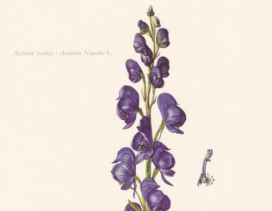 1960 ACONITE Print - Botanical Print - Flower Illustration - Flower Wall Art - Vintage Plant Print - 7.5 x 10.6 Inches