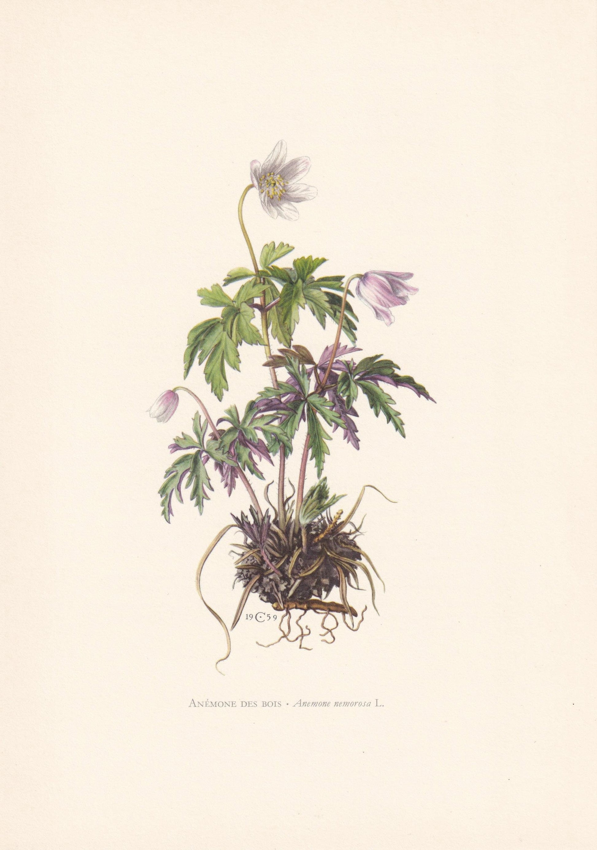 1960 WOOD ANEMONE Print - Botanical Print - Flower Print - Flower Wall Art - Vintage Plant Print - 7.5 x 10.6 Inches