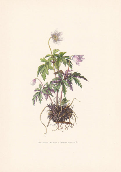 1960 WOOD ANEMONE Print - Botanical Print - Flower Print - Flower Wall Art - Vintage Plant Print - 7.5 x 10.6 Inches