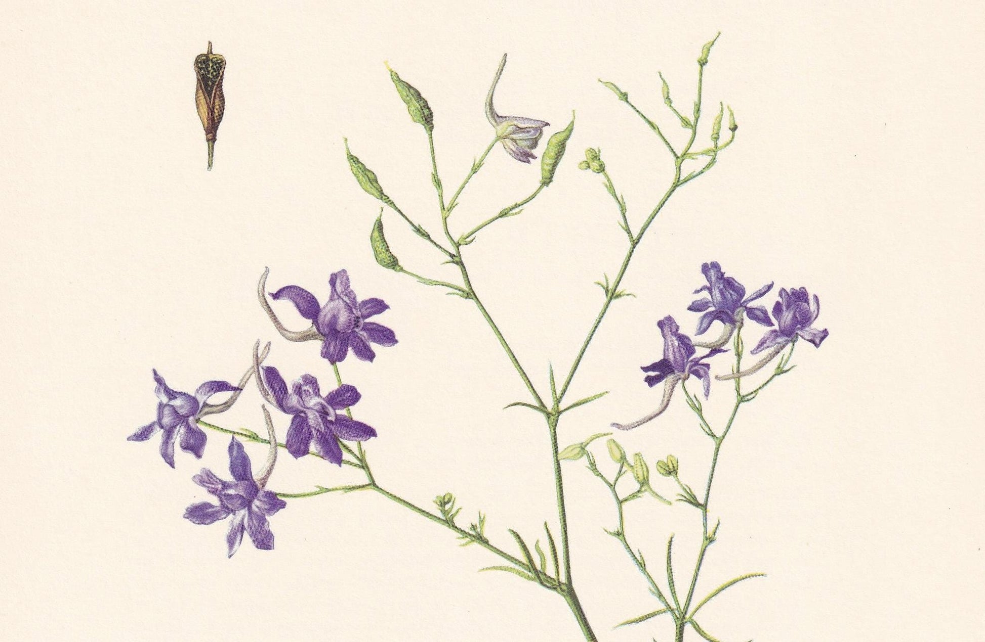 1960 LARKSPUR Print - Botanical Print - Flower Illustration - Flower Wall Art - Vintage Plant Print - 7.5 x 10.6 Inches